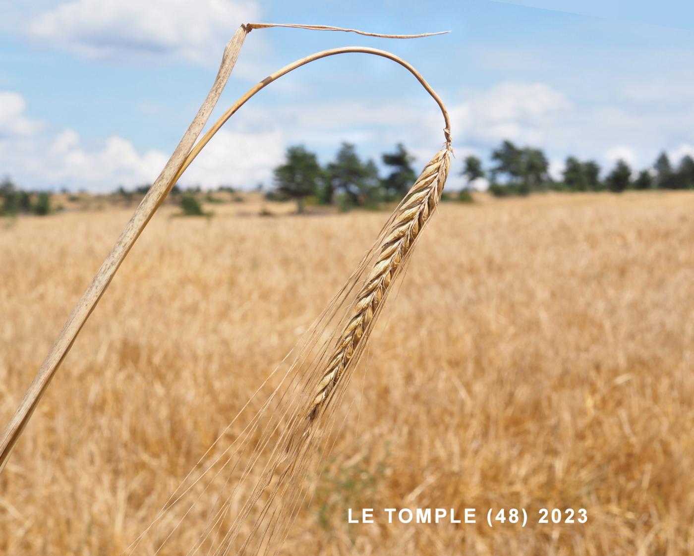 Barley, Spring plant